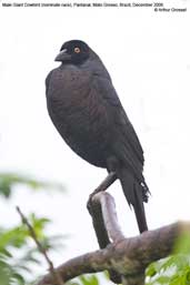 Male Giant Cowbird, Pixaim, Pantanal, Mato Grosso, Brazil, December 2006 - click for larger image